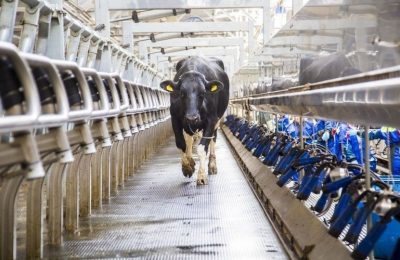 Молочная продуктивность коров: учет и улучшение показателей