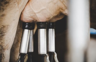 В приоритете производство молока и племенное животноводство