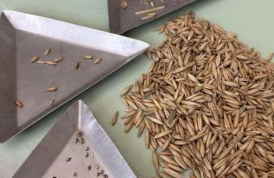 Проверка семян предприятием «Марьино»: полностью готовы к использованию