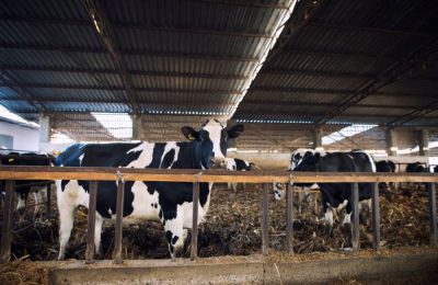 Россия закрывает потребности в молоке и других продуктах — эксперт