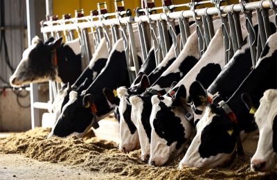 В Подмосковье развивается виртуальная витрина местной сельхозпродукции